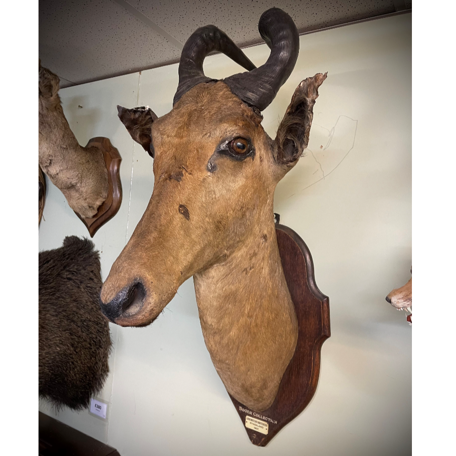 1907 Lichensteins Hartebeest from Nyasaland (Boger Collection) - VIN981F