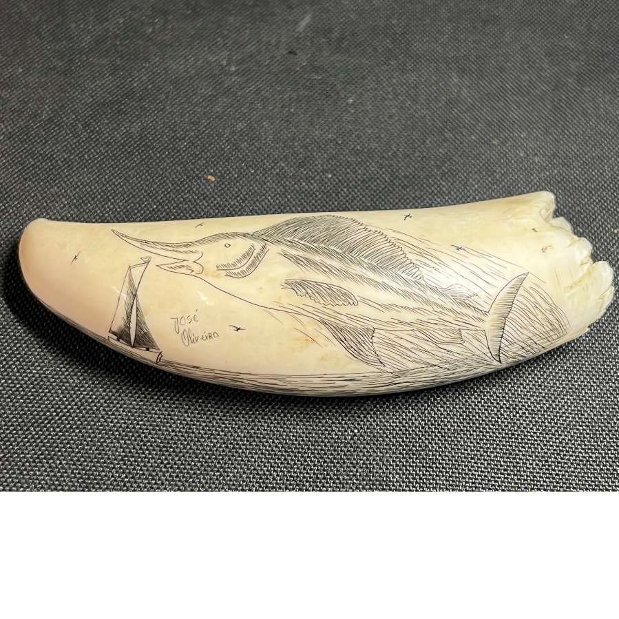 Large Scrimshaw José Oliveira Swordfish Marine Tooth - VIN1111C