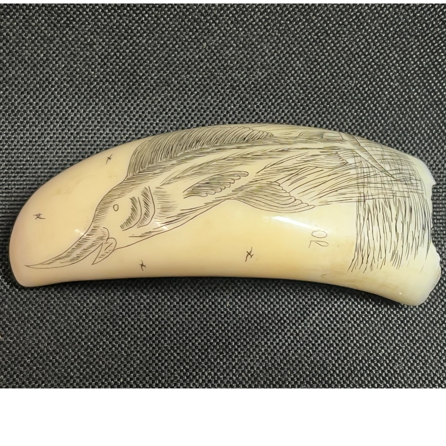 Scrimshaw José Oliveira Swordfish Small Tooth - VIN1111C