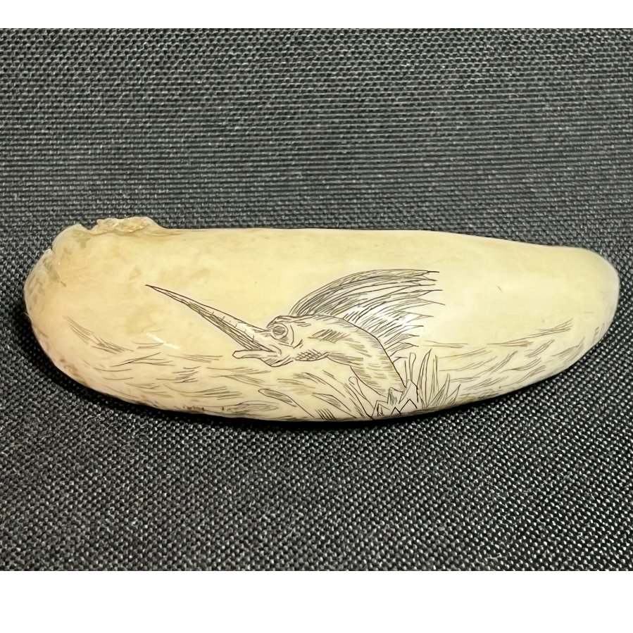 Scrimshaw José Oliveira Swordfish Medium Tooth - VIN1111C