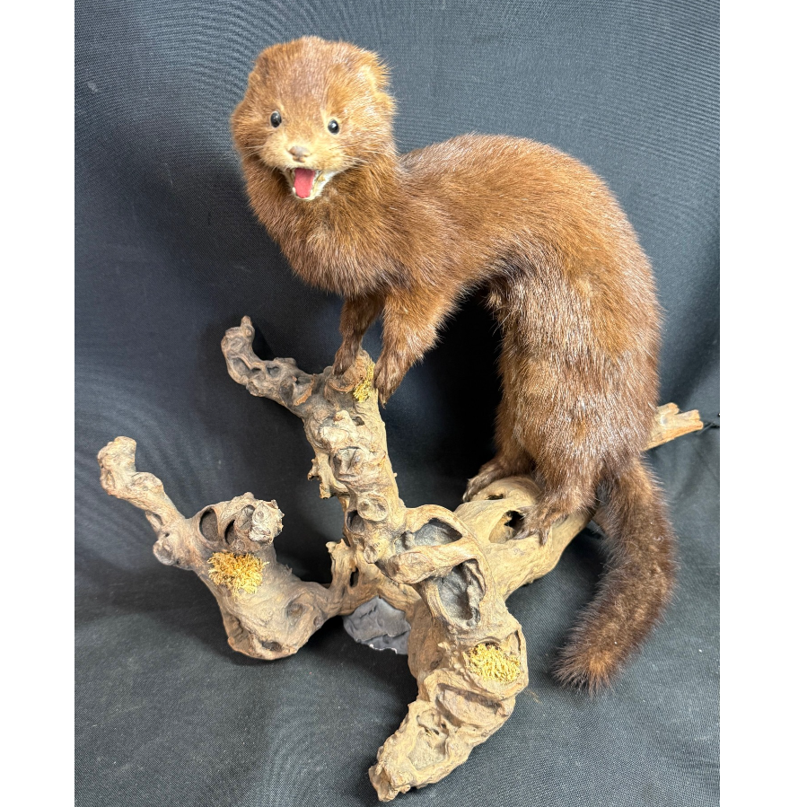 Taxidermy Weasel Mounted On Wooden Branch - VIN994B
