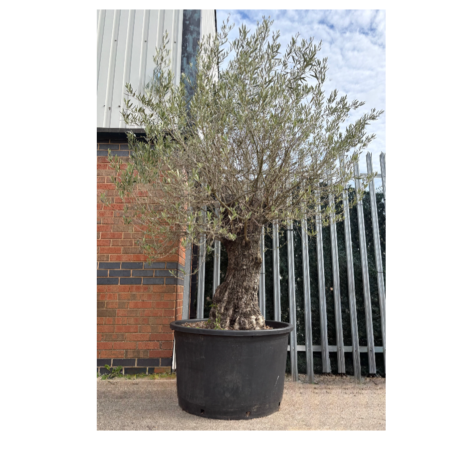 A Mature Specimen Of An Olive Tree In A Very Large Container.