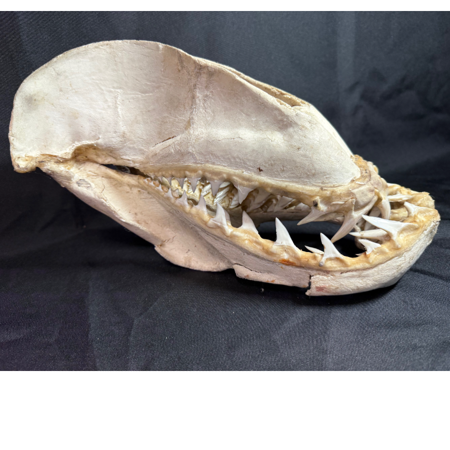 Skull and Jaw of a Shortfin Mako Shark being an Aggressive Predator - VIN1194A