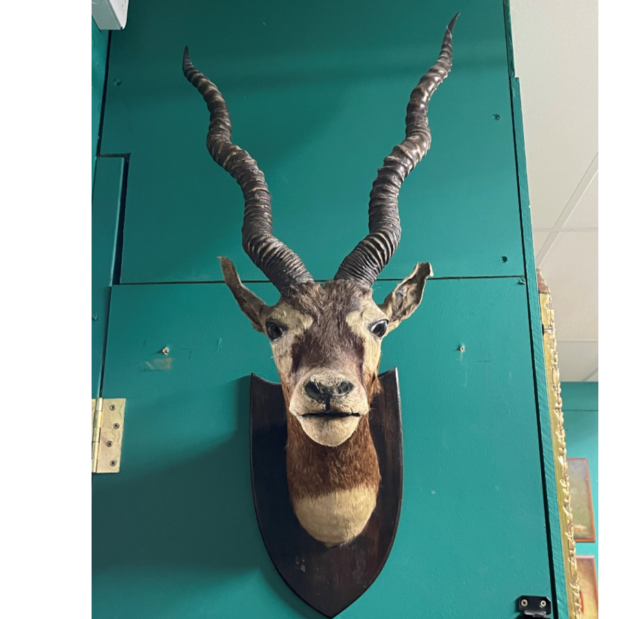 Edwardian Antelope Taxidermy By James Rowe - VIN1194T