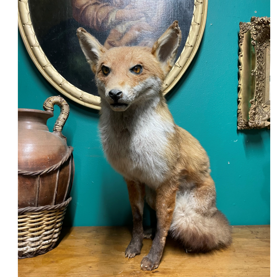 Fox Taxidermy From A Local Family - VIN1194S