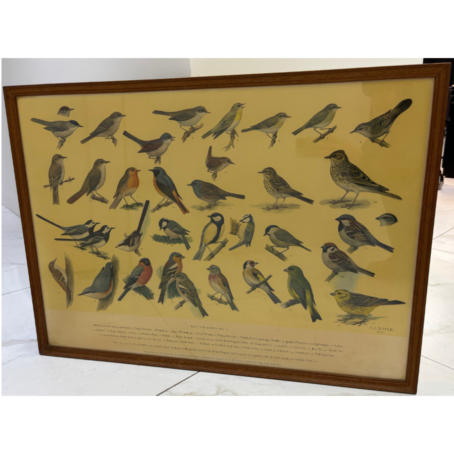 A vintage 1960’s British Bird identification poster with all birds named, framed and glazed  - VIN1223F