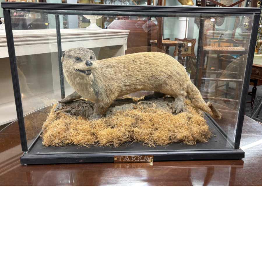 A full-mount taxidermy specimen of an Eurasian otter - VIN1229A