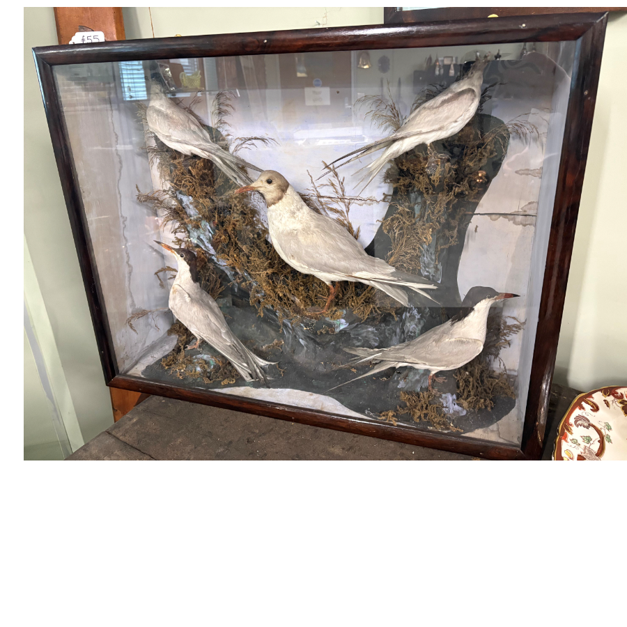 19th Century Taxidermy Of Five Sea Birds In A Display Case - VIN1262Z 19th Century Taxidermy Of Five Sea Birds In A Display Case - VIN1262Z