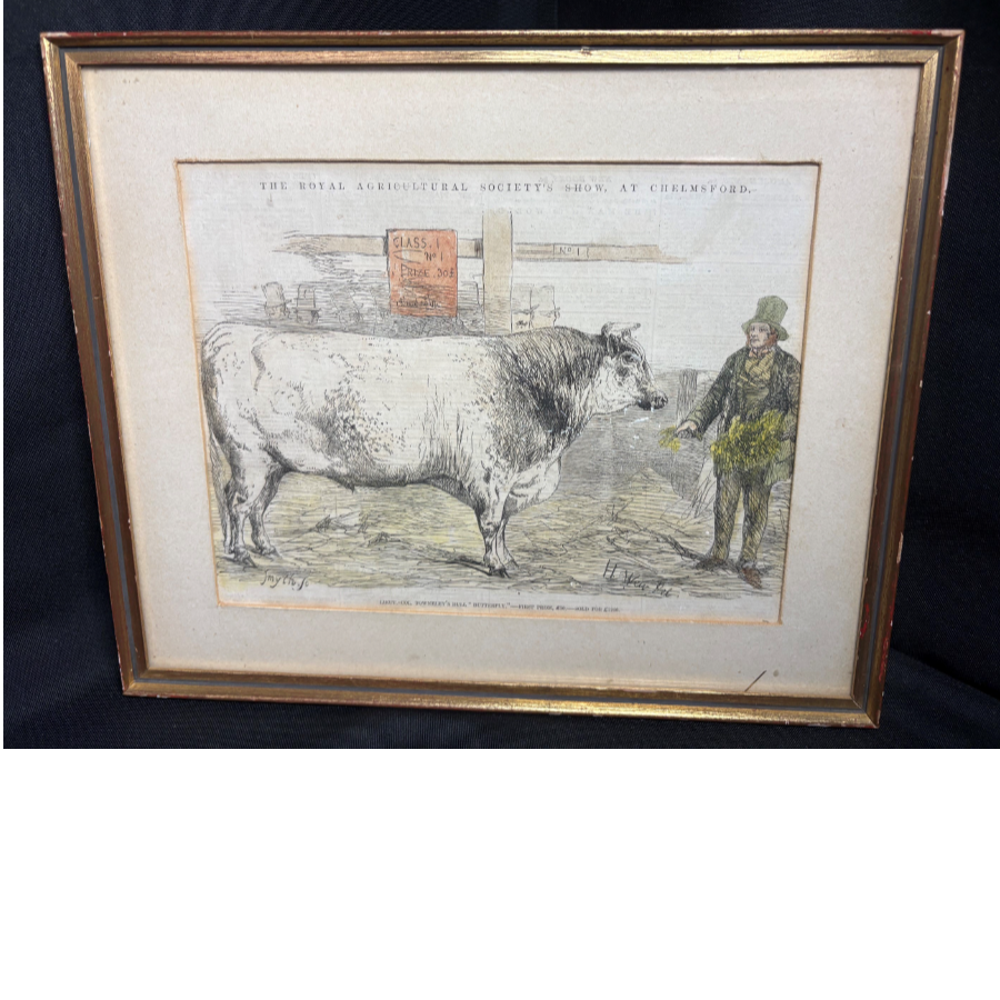 1856 Victorian Engraving Of The Legendary Durham Shorthorn Bull Called 1856 Victorian Engraving Of The Legendary Durham Shorthorn Bull Called