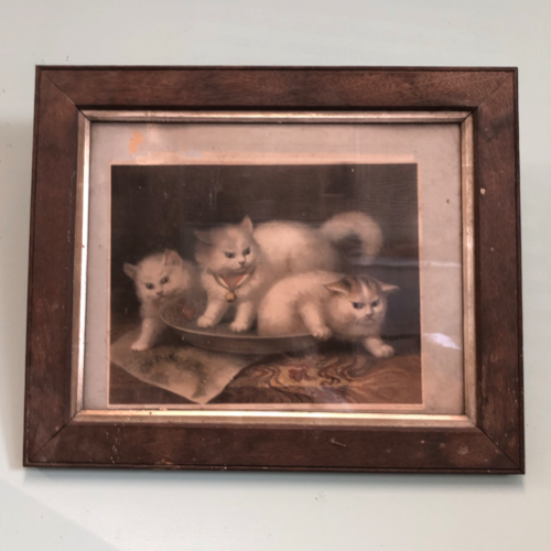 19th century lithograph of kittens playing VIN567C