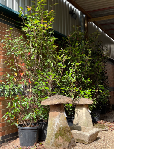 Photinia Fraseri Red Robin Trees VIN599N